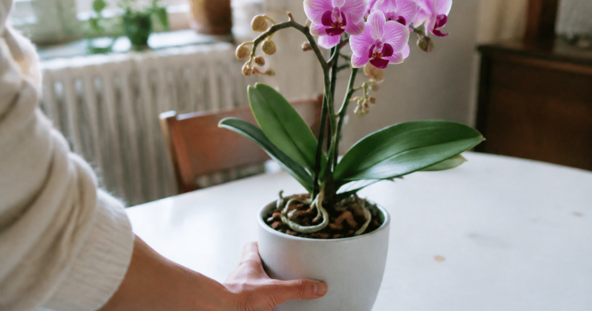 Main tenant une orchidee en pot sur une table blanche