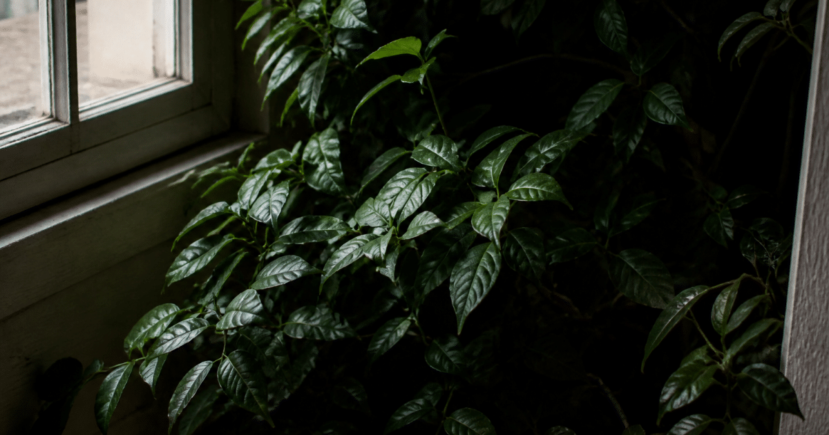 Feuillage vert dense poussant dans coin sombre intérieur