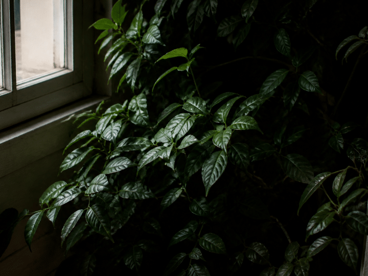 Quelle plante qui pousse à l&rsquo;ombre choisir pour un intérieur sombre ?