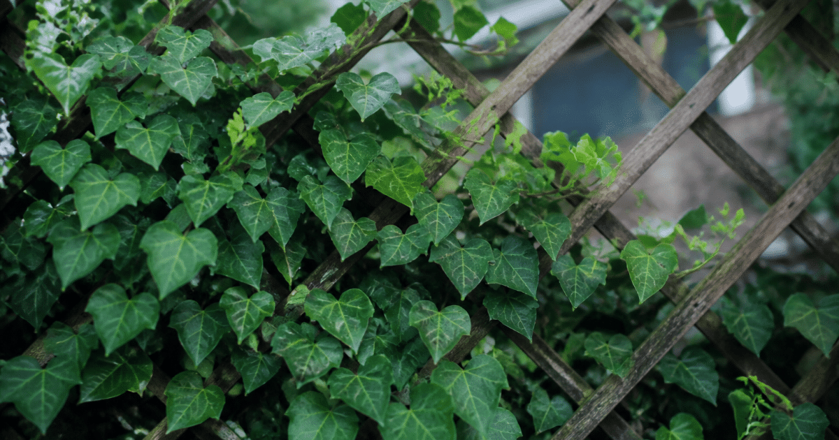 Wooden lattice structure supporting climbing ivy vines vertically
