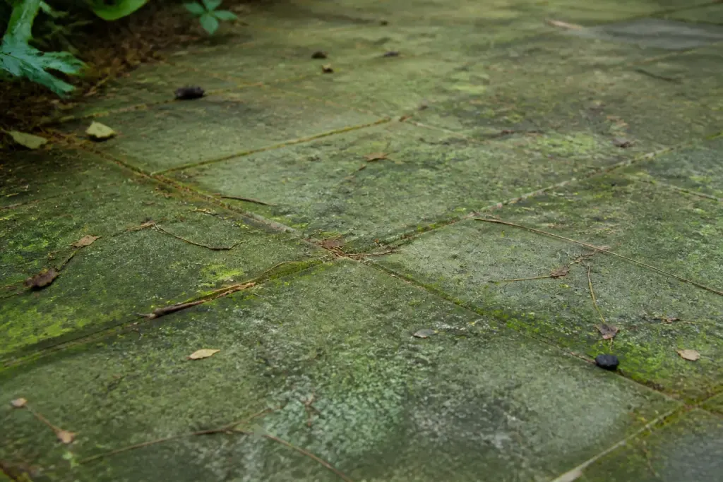 Dalles grises couvertes de mousse verte humide